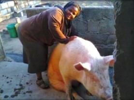 kvinna med gris